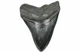 Fossil Megalodon Tooth - South Carolina #301786-1